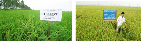 Ứng dụng công nghệ sinh học để chọn tạo nhiều giống cây trồng mới