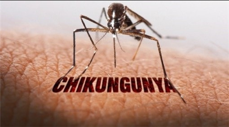 Chikungunya: Chưa phát hiện tại TP.HCM nhưng cần được giám sát và dự phòng tích cực