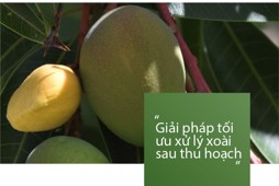 Quy trình công nghệ xử lý mủ xoài và chất xử lý mủ xoài