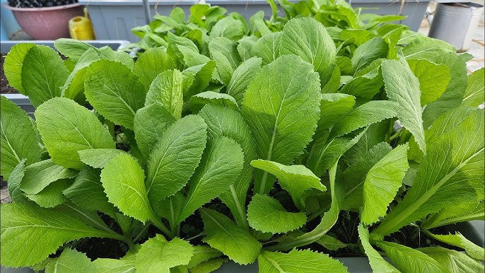 Quy trình kỹ thuật trồng một số loại rau ăn lá: cải bẹ xanh (Brassica juncea L.), cải ngọt (Brassica integrifolia L.), cải xà lách (Lactuca sativa L.) trên giá thể trong nhà màng