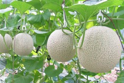 Giống Dưa lưới CNC01