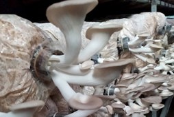 Quy trình nuôi trồng nấm bào ngư yến (Pleurotus ostreatus) trong lọ áp dụng hệ thống điều khiển tự động