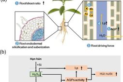 Quy trình sản xuất chế phẩm sinh học có khả năng hòa tan khoáng silic