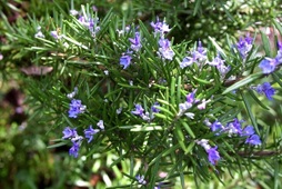 Quy trình sản xuất cây hương thảo (Rosmarinus officinalis L.) trong nhà màng áp dụng hệ thống tưới nhỏ giọt