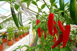 Quy trình kỹ thuật trồng ớt cay (Capsicum frustescens L.) trên giá thể trong nhà màng áp dụng hệ thống tưới nhỏ giọt 