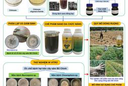 Quy trình kỹ thuật canh tác sâm Bố chính (Abelmoschus sagittifolius (Kurz) Merr.)