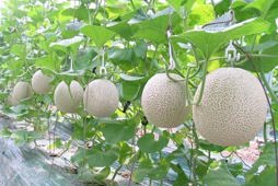  Quy trình trồng dưa lưới (Cucumis melo L.) trên giá thể trong nhà màng
