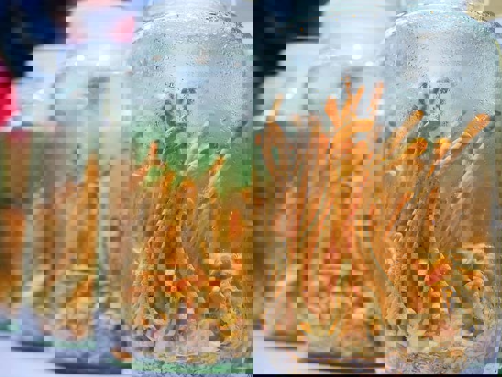 Quy trình sản xuất nấm Nhộng trùng thảo (Cordyceps militaris) trên môi trường không sử dụng nhộng tằm