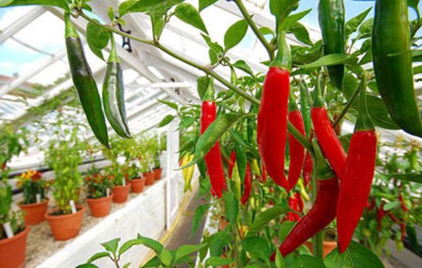 Quy trình kỹ thuật trồng ớt cay (Capsicum frustescens L.) trên giá thể trong nhà màng áp dụng hệ thống tưới nhỏ giọt 