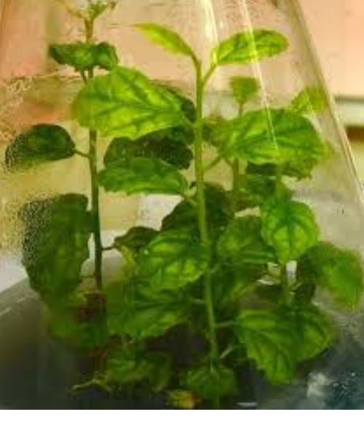 Quy trình nhân giống invitro cây xạ đen (Celastrus hindsii Benth)