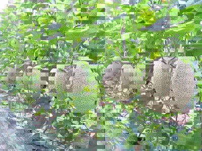  Quy trình trồng dưa lưới (Cucumis melo L.) trên giá thể trong nhà màng