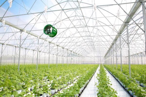 Quy trình công nghệ sản xuất và sơ chế rau ăn lá trong nhà màng theo chuỗi khép kín đạt tiêu chuẩn vê sinh an toàn thực phẩm