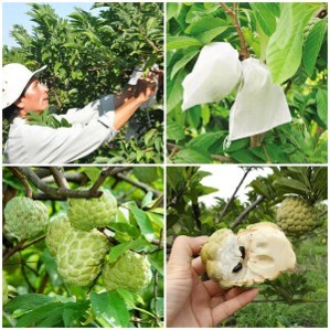 Quy trình khép kín sản xuất sữa chua tiệt trùng mãng cầu (na)