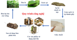 Công nghệ sản xuất vật liệu bao bì sinh học từ lá chuối thân thiện môi trường