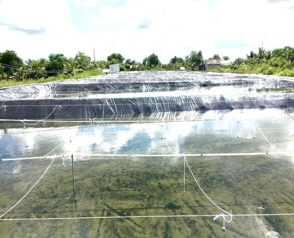 Thử nghiệm sinh sản và ương sò huyết giống (Anadara granosa) phù hợp với điều kiện tự nhiên vùng ven biển tỉnh Cà Mau