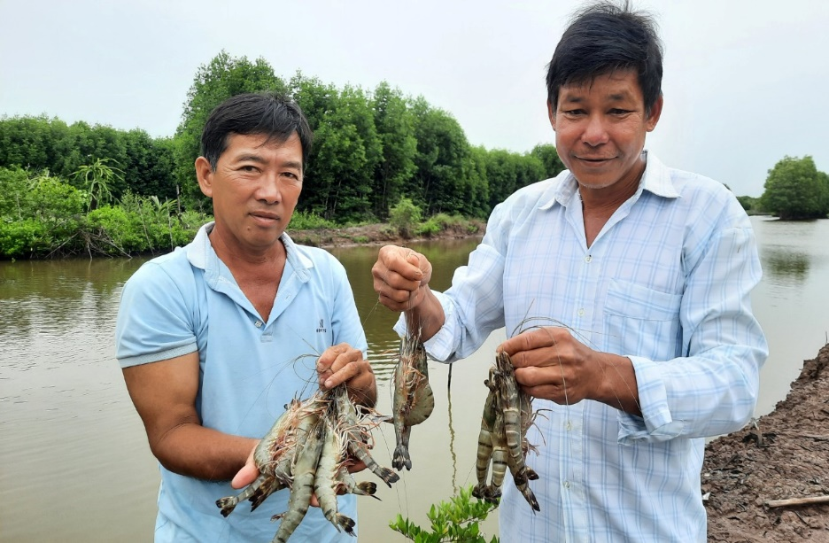 Công nghệ nuôi tôm sú quảng canh cải tiến 02 giai đoạn kết hợp với cua biển dưới tán rừng tại huyện Ngọc Hiển, tỉnh Cà Mau