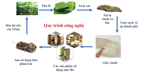 BACHI – biến lá chuối thành vật liệu bao bì sinh học, mở hướng sản xuất xanh