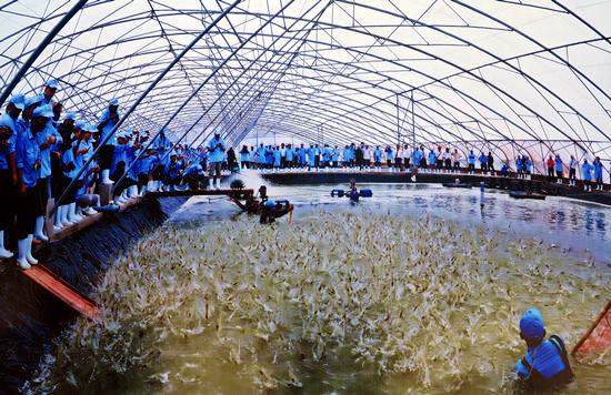 Công nghệ nuôi tôm siêu thâm canh trong nhà màng