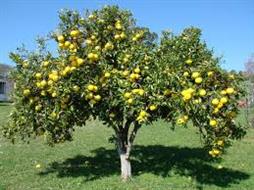 Qui trình kỹ thuật trồng và chăm sóc cây có múi (Citrus)