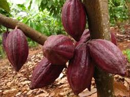 Qui trình kỹ thuật trồng và chăm sóc cây ca cao (Theobroma cacao)