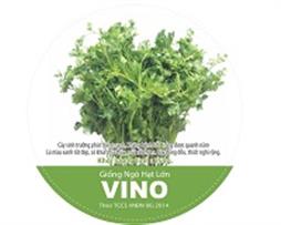 Hạt giống - Ngò hạt lớn Vino