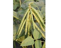 Đậu xanh cao sản - VINO 079 (hạt giống)